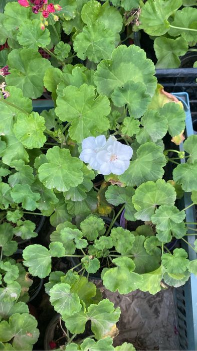 Распродажа комнатных цветов