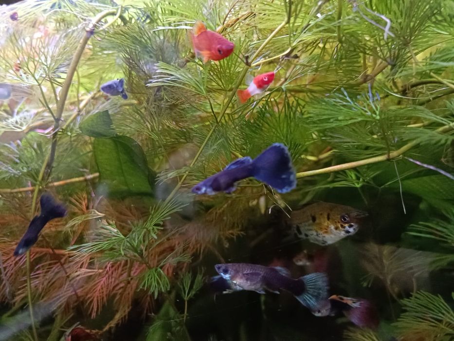 Продам растения,и аквариумные рыбки