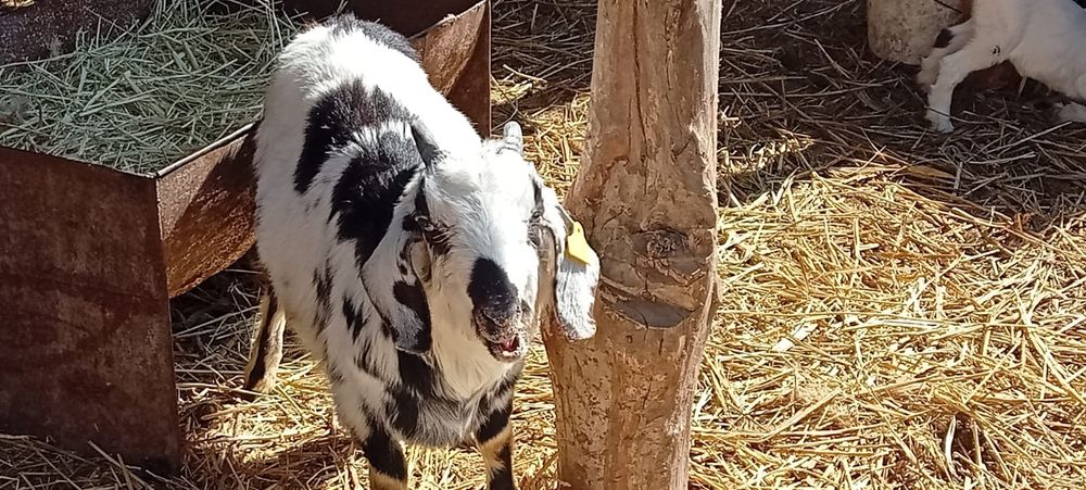 Сүтті ешкі. Парода нуби