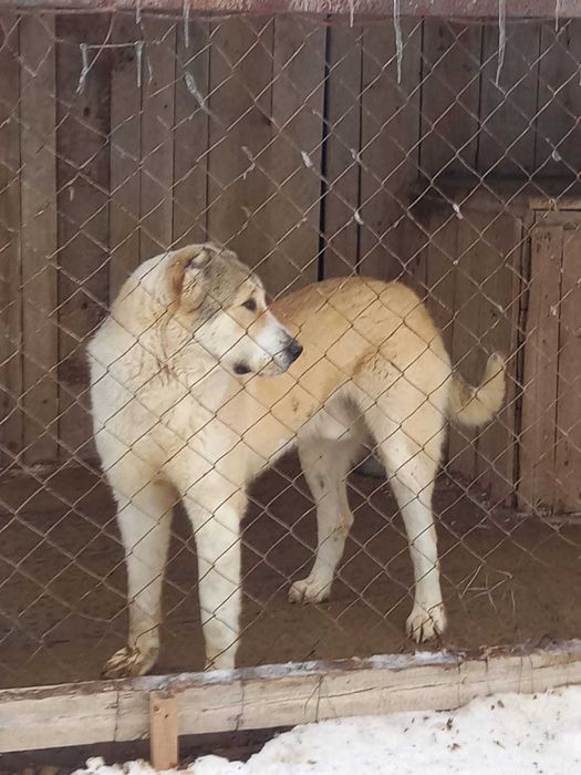 Собака Алабай, 1 год