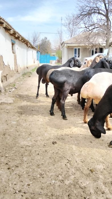 Продам кисарски токты кошкар