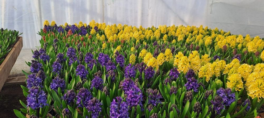 Zambile în ghiveci Multiple Culori Bulbi 18+