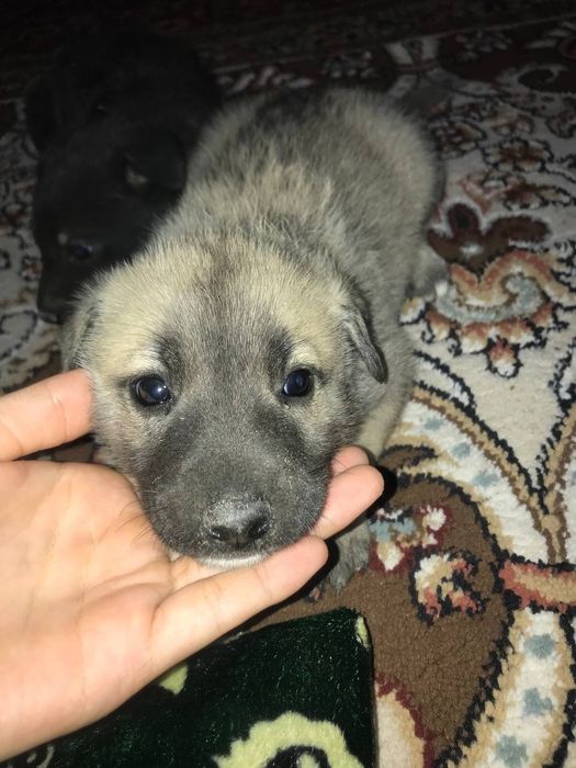 Хонор х6. йльалмлвььвььс