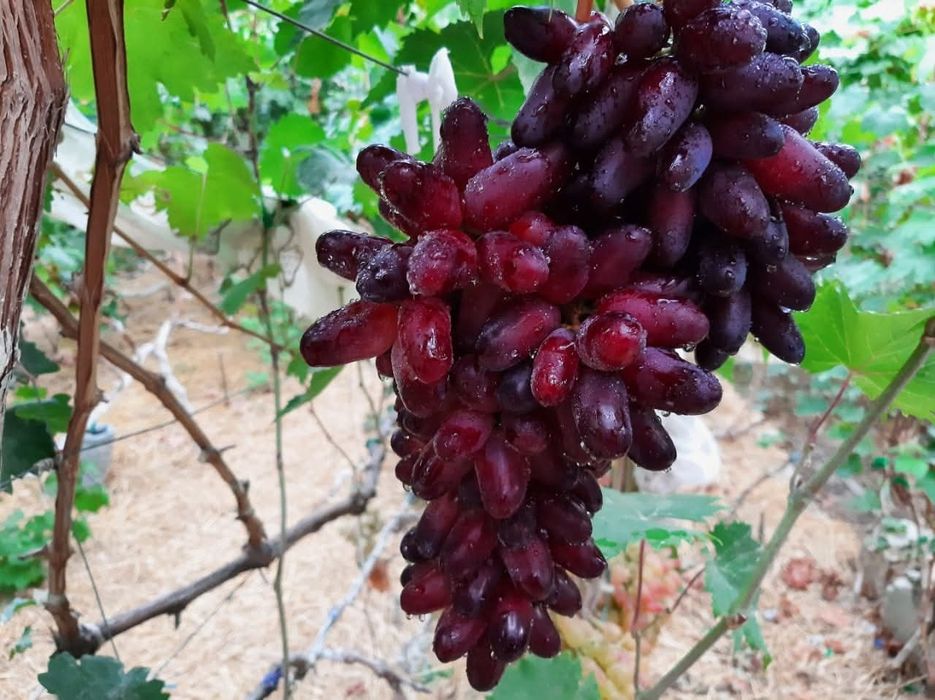 Vita de vie soiuri de masă pentru boltă