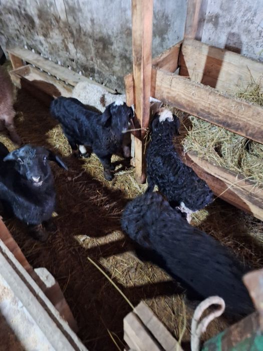 Ягнята  1 месяцев  2 месяцев