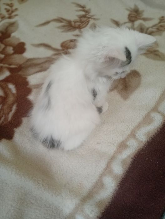 Отдам даром котёнка.