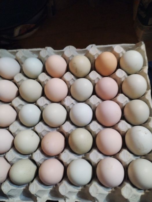 Oua de la găini crescute în spațiu liber