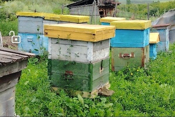 Продам Зыряновский свежий мед