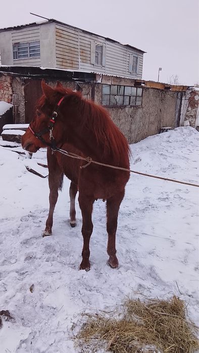 Продам жеребца полукровка