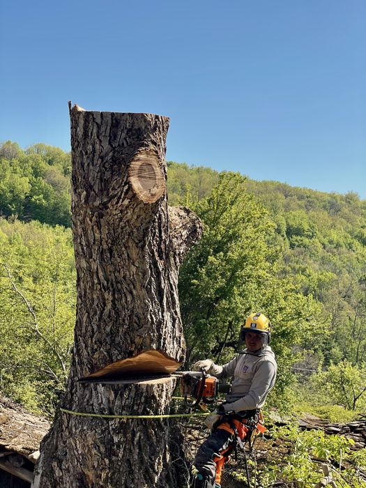 Премахване на опасни дървета, арборист, кастрене, рязане, клони
