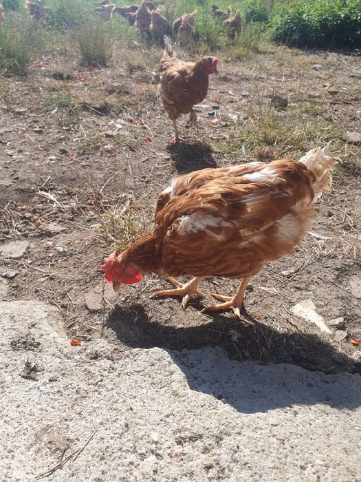 Vând găinii de combinat