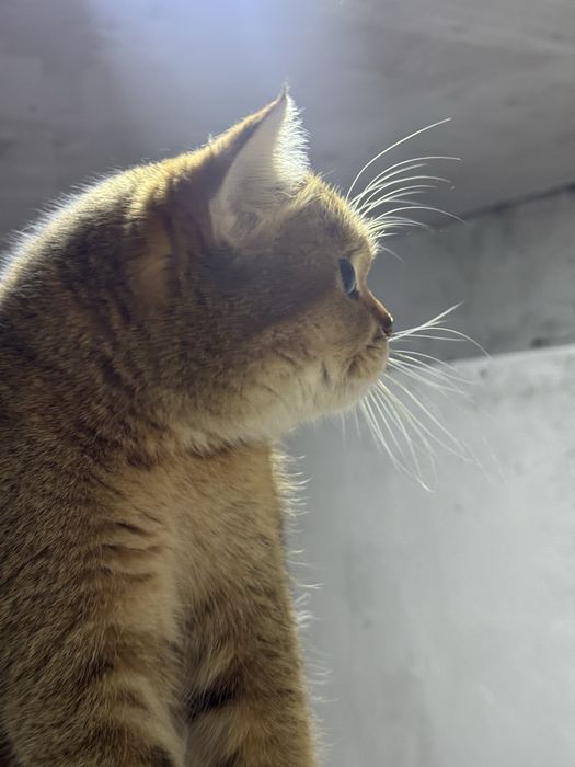 Продается кошка британская золотистая шиншилла