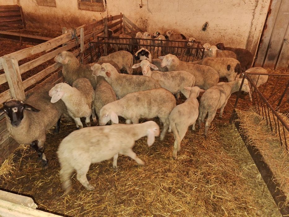 Продавам агнета варненско