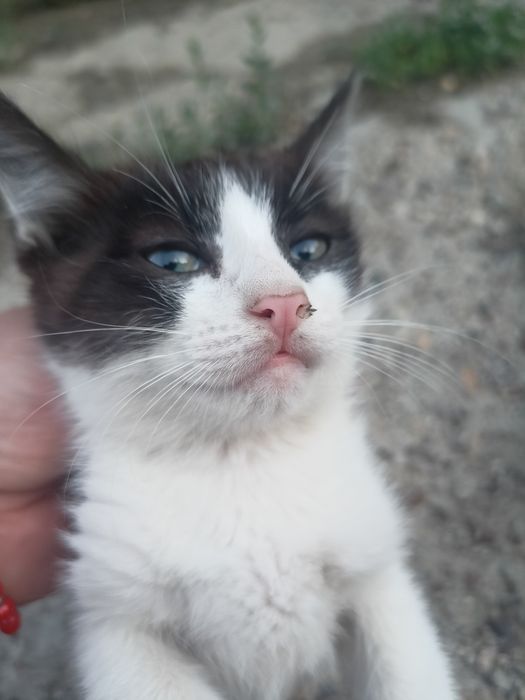 Котята 2 мальчика и 1 девочка бесплатно