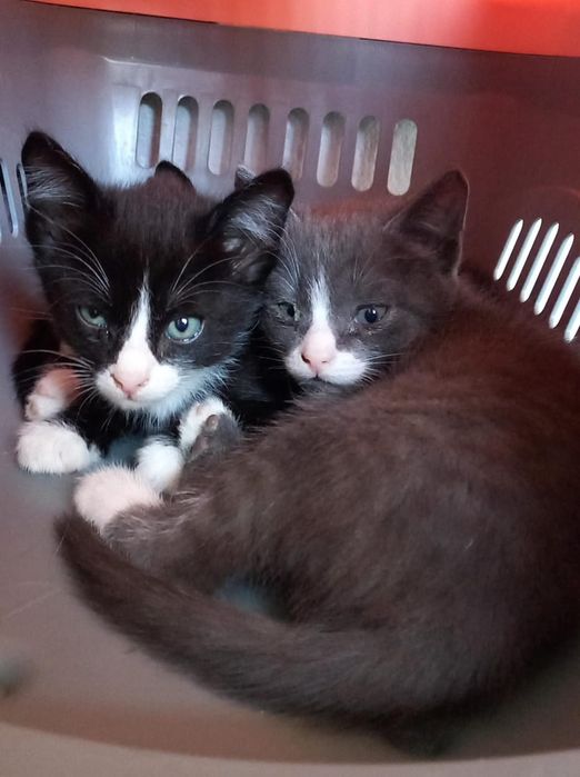 Котята  и кошечка ищут дом