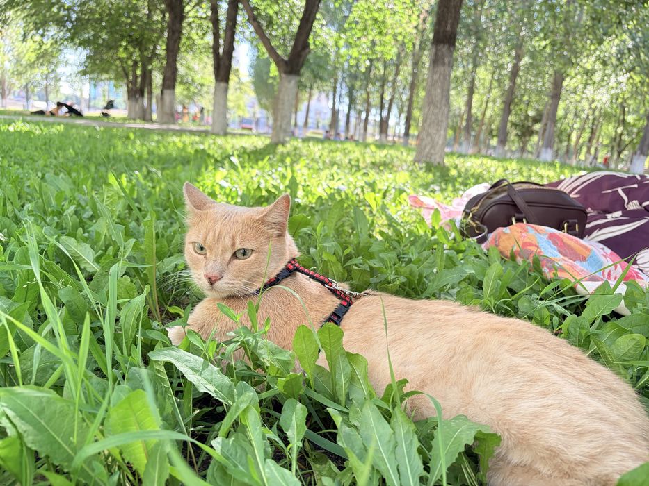 Рыжий Кот ищет дом