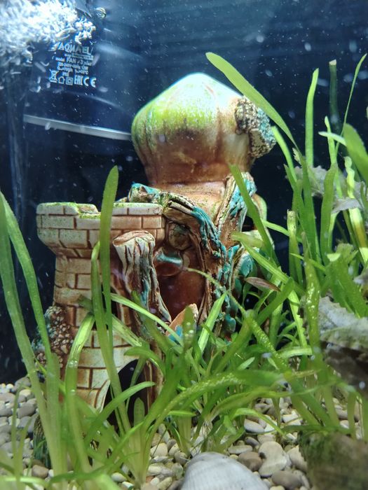 Продам аквариум вместе со всем содержимым