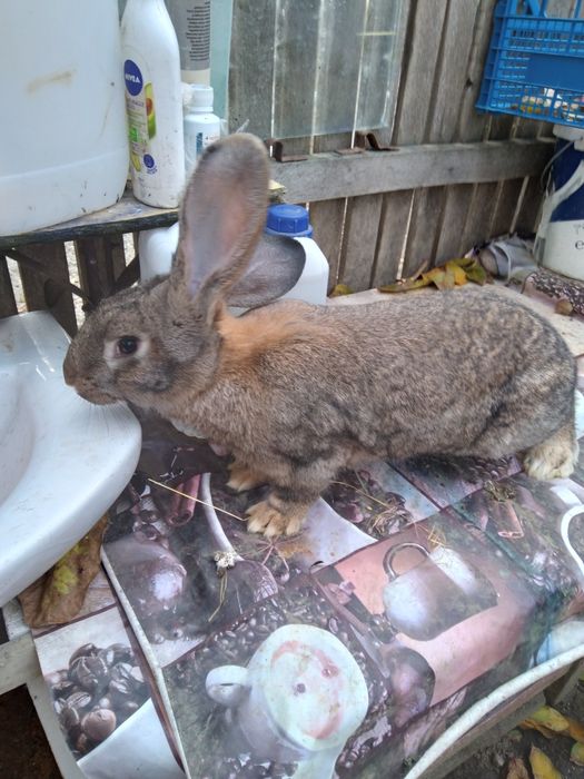 Uriași german și alte rase!