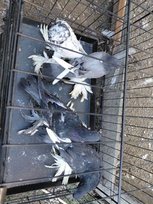 Porumbei de ornament