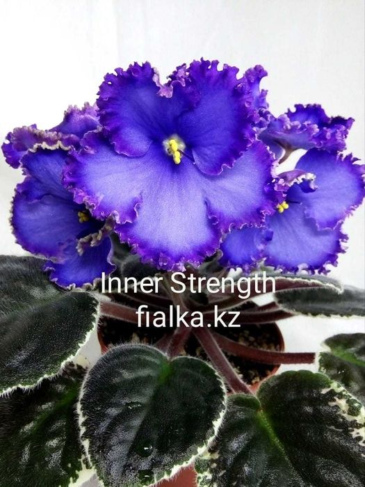 Комнатные фиалки, продам фиалки!!!