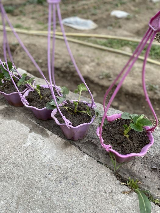 Клубника сорт Кулер