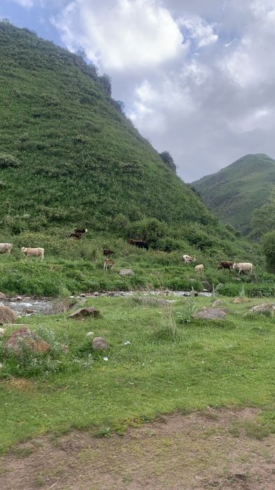 Участок 19,5 гектаров