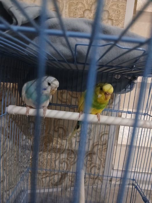 попугай девочка и мальчик 6 месецов