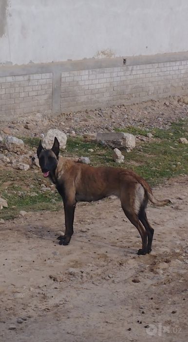 Sotiladi Belgiya malinovasi