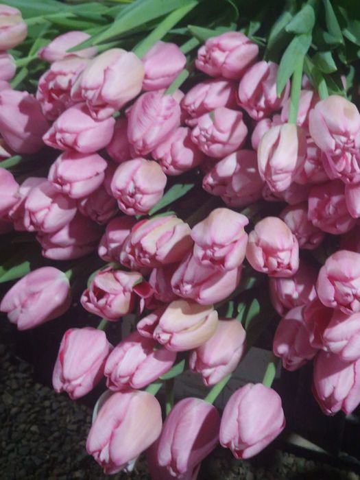 Тюльпаны отборнорные