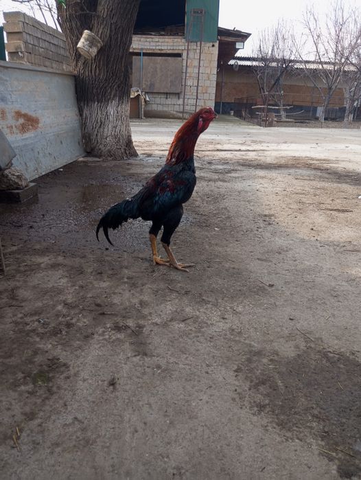 Яйцо байцовые за 2500тг