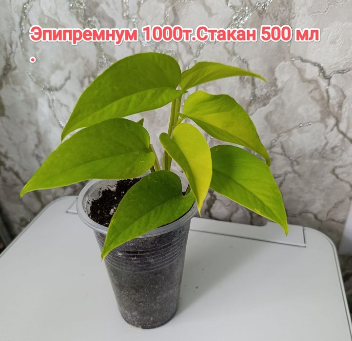Эпипремнумы.  кжби