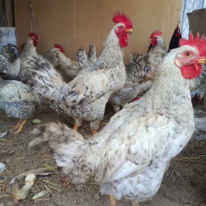 Қораздар сатылады