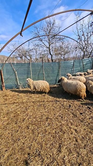 Vând oițe noatene țurcane