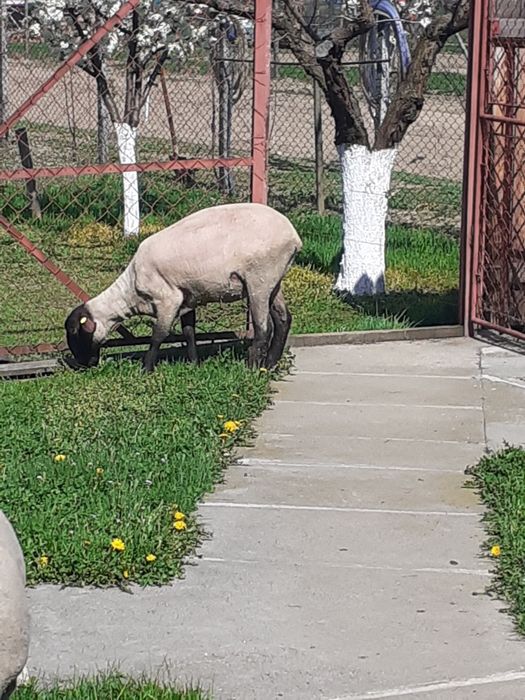 Vând mieluță suffork