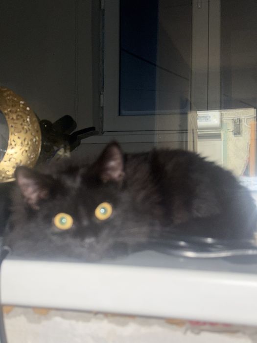 Отдаю кота в добрые руки