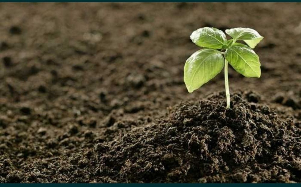 BIOGUMUS sotiladi 50 tonna bor