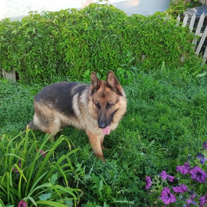 Вязка кабель немец