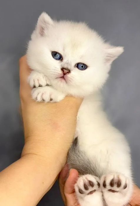 Шотландские котята страйт серебристая шиншилла