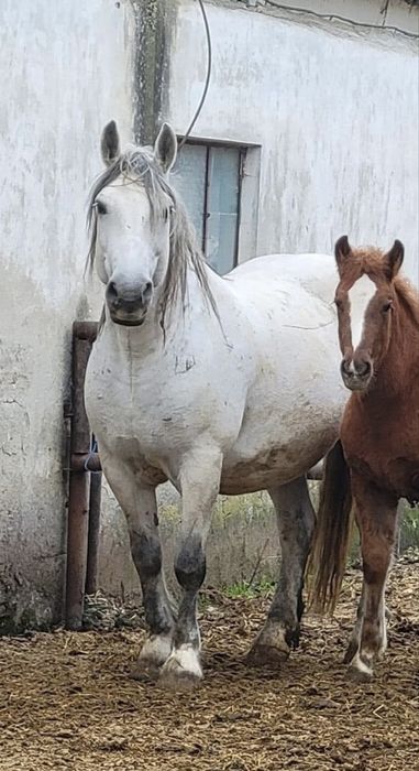 Vand iapa gestanta cu manza