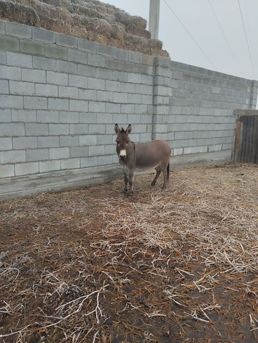 Есек сатылады урғашы