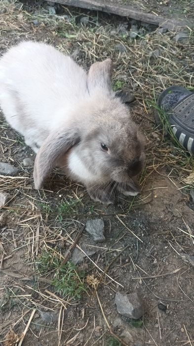 Vând iepuroaică berbec german rasă pură 4 luni