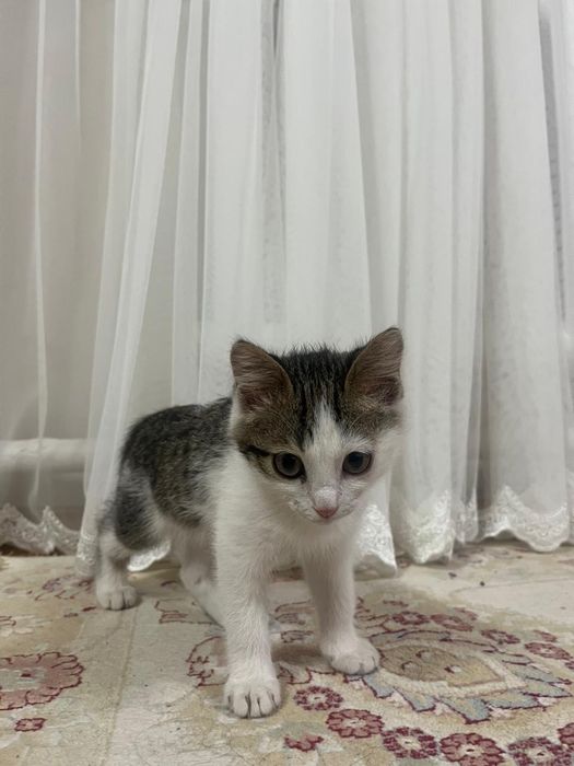 Котёнок в хорошие руки