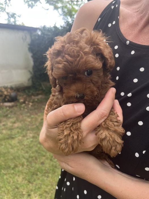 Пудел той/ poodle toy