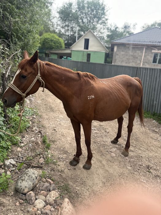 Буаз биелер     .