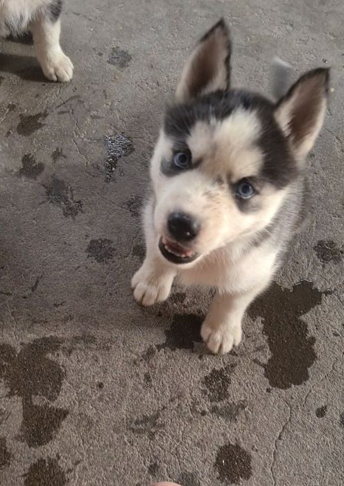 Pui husky siberian , vaccinați, deparazitati, carnet de sănătate