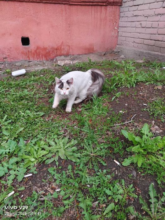 Чей кот (кошка)?