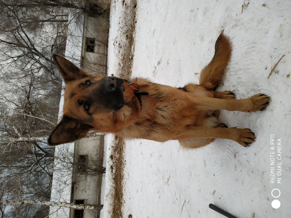 Немецкая овчарка, кобель