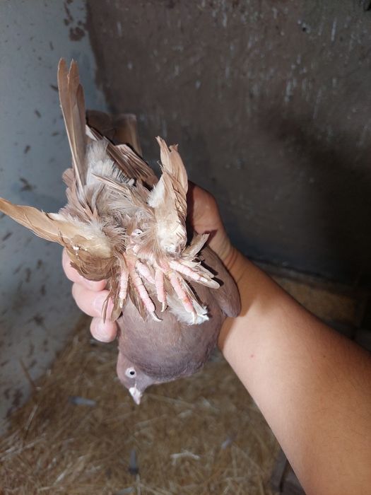 Kaftar oladiganlarga . Uchib o'ynaydigan samka sotiladi .