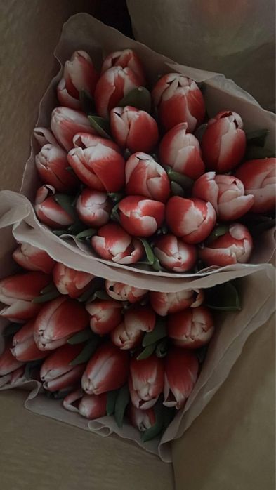 Тюльпаны оптом и в розницу