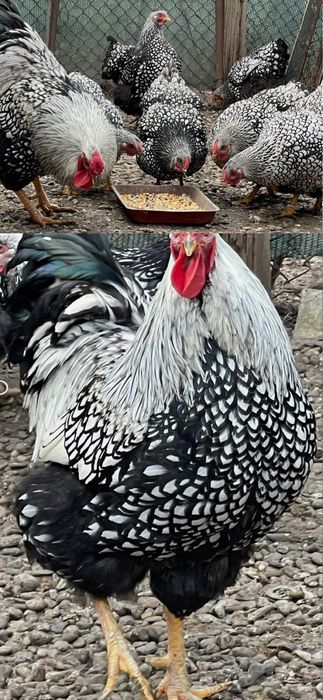 Oua disponibile  arginitiu